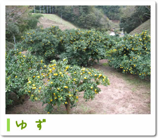 �䂸
