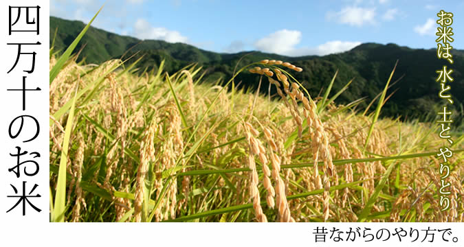 四万十のお米
