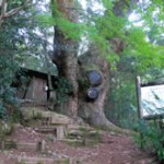 新玉神社の樅　～あらたまじんじゃのもみ～