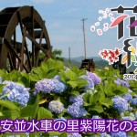 四万十川花紀行2014　安並水車の里紫陽花のまつり