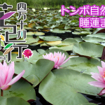 四万十川花紀行2014　トンボ自然公園睡蓮まつり