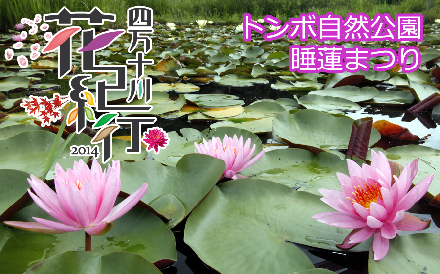 四万十川花紀行2014　トンボ自然公園睡蓮まつり